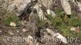 Video of Alpine Accentor - Alpine Accentor finding insects in the top of the mountain.